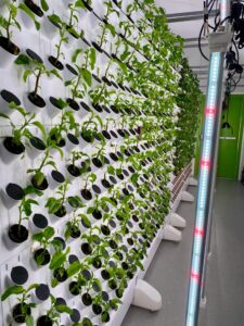 A modern vertical hydroponic system growing plants inside an urban facility with LED lighting.